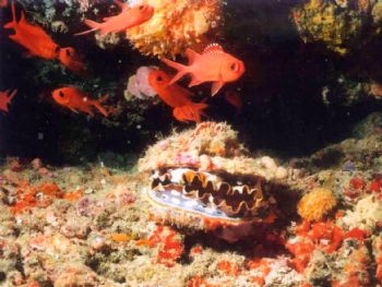 Bivalve / Maldives by Philippe Brunner 